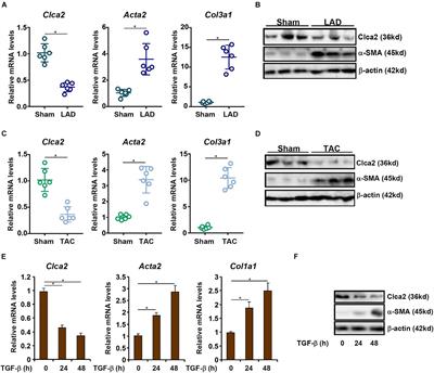 Epigenetic Repression of Chloride Channel Accessory 2 Transcription in Cardiac Fibroblast: Implication in Cardiac Fibrosis